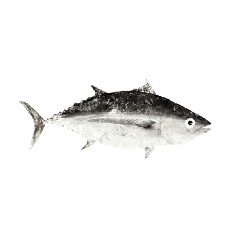Mud Hole Japanese Gyotaku Fish Art Decals By Marshall Madruga