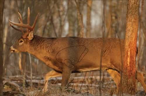 B\/C Target Eze-Scorer 23\"X35\" Whitetail Deer 2 Targets